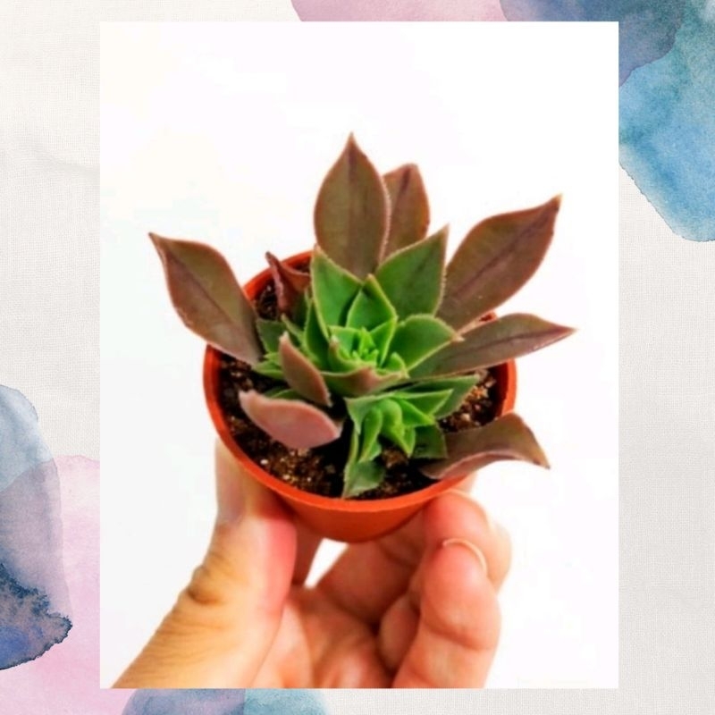 Ganohealth succulent Aeonium Leucoblepharum 红叶师 พร้อมกระถาง 55 มม. ส่งตรงจาก Cameron Highlands