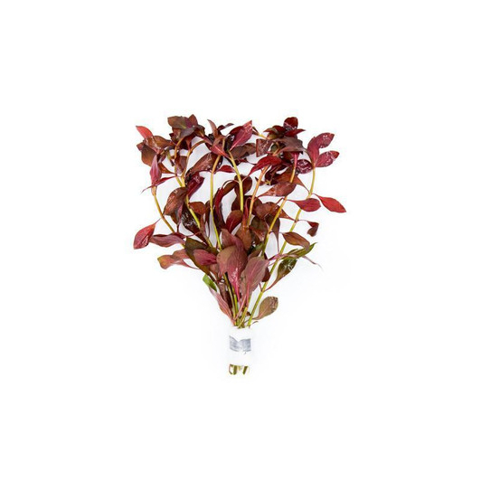พืชน้ํา Ludwigia Super Red ( 玫瑰叶底红 )
