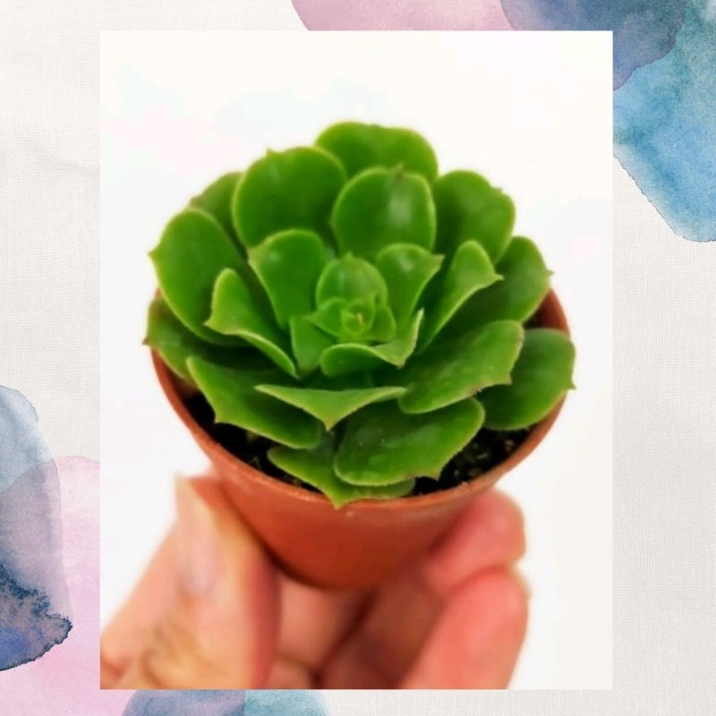 Ganohealth succulent Aeonium Green Cashmere 绿羊绒法师 พร้อมกระถาง 55 มม. ส่งตรงจาก Cameron Highlands