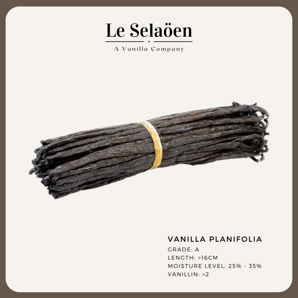 Planifolia Vanilla Bean / Vanilla Pod ถั่ววานิลลา ราคา ถูกที่สุด ดีลบีเคเค แกลเลอรีภาพที่ 3