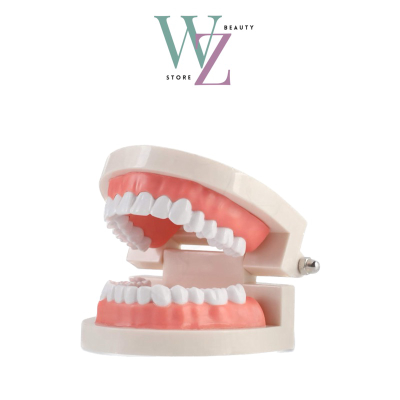 TEETH MODEL / FAKE TEETH / DUMMY TEETH สําหรับหยอกล้อ