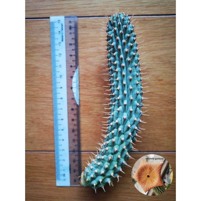 Hoodia gordonii (ออฟเซ็ต)