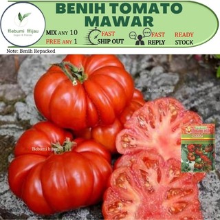 10 benih TOMATO MAWAR tomatoes seed