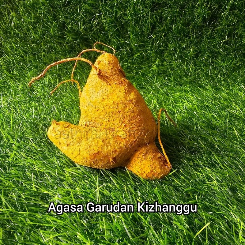 ครุฑ Akasa Kizhangu Gartan Agasgaddah / Redfruit Creeper (Corallocarpus Gaeus)