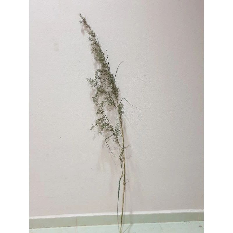 PRIS Bunga Serai Item Limited