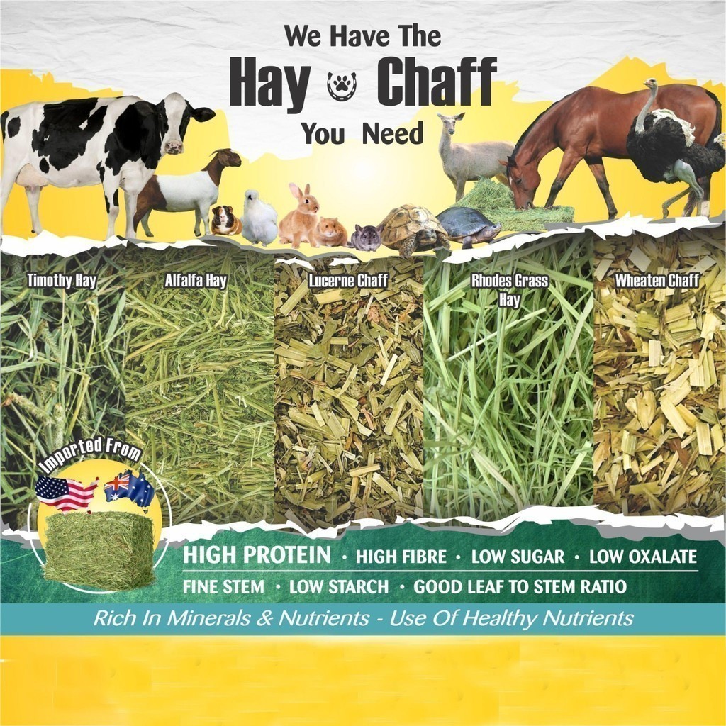 Timothy Hay Orchard Grass Hay หญ้าอัลฟัลฟ่า หญ้าแห้ง กระต่าย Chinchilla & อาหารสัตว์เล็ก