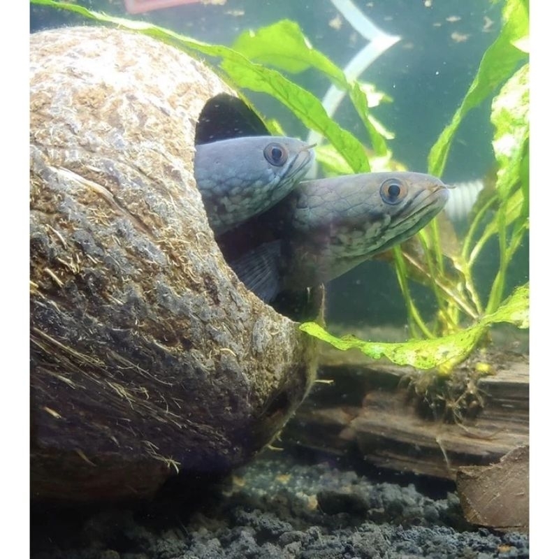 TEMPUNG ตกแต่งสําหรับ AQUARIUMs สําหรับ Chana ที่ไม่ซ้ํากัน