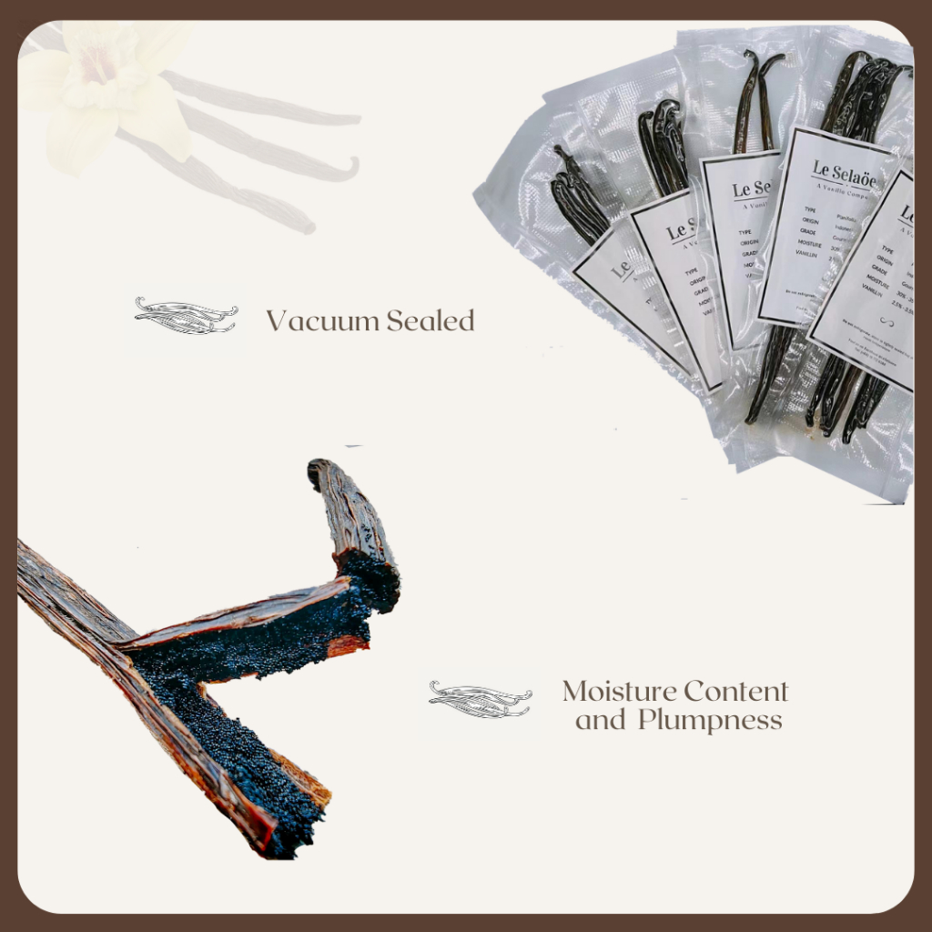 Planifolia Vanilla Bean / Vanilla Pod ถั่ววานิลลา ราคา ถูกที่สุด ดีลบีเคเค แกลเลอรีภาพที่ 4