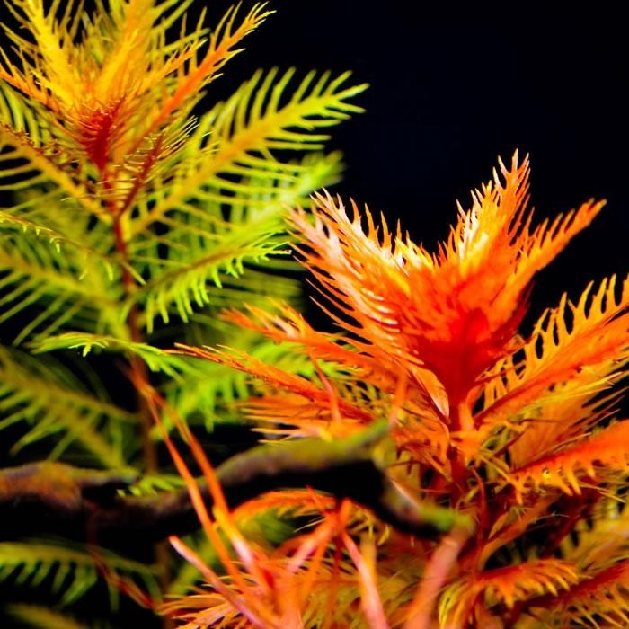 Aquatic Plants Proserpinaca palustris (จมอยู่ใต้น้ํา ) ร่มสีแดง