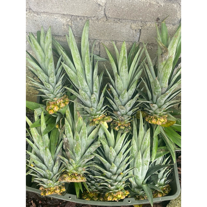 🔥🔥Jambul Nenas MD2 Manis Padu🔥🔥