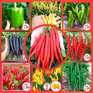 Aneka Benih Lada Berkualiti Tinggi untuk Berkebun di Rumah | Pelbagai biji benih lada cili /  Chili Pepper seeds / 辣椒种子
