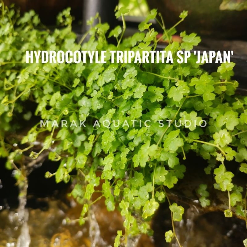 Hydrocotyle Tripartita japan Tumbuhhan Aquatic Aquascape