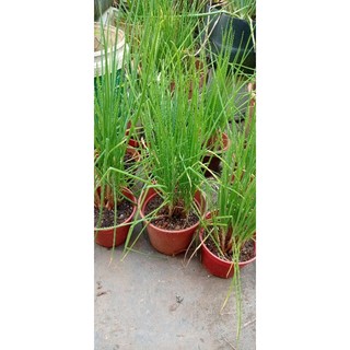 四季葱spring onion.daun.bawang.