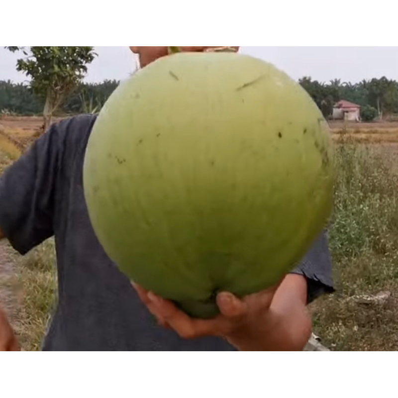 เมล็ดมะพร้าว HIJAU JUMBO (มะพร้าวสีเขียว / GODANG COCONUT)