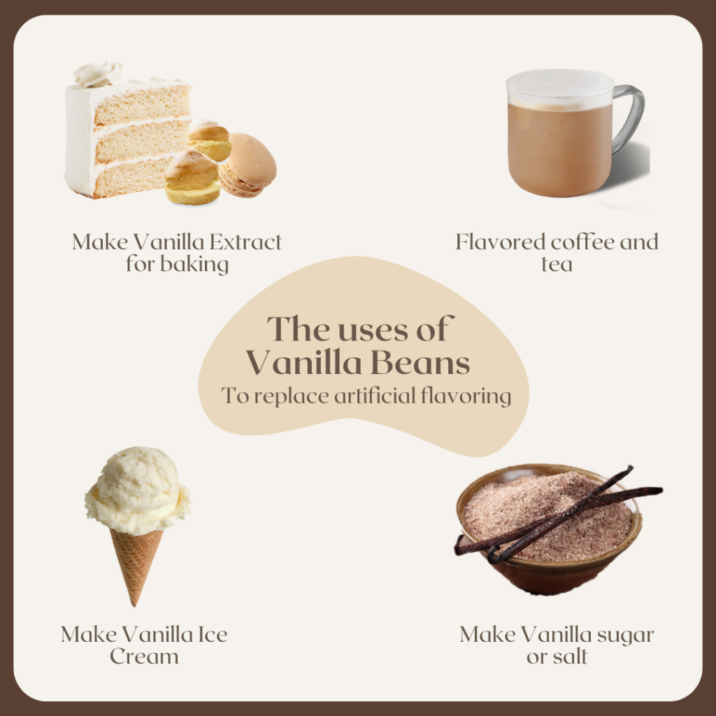 Planifolia Vanilla Bean / Vanilla Pod ถั่ววานิลลา ราคา ถูกที่สุด ดีลบีเคเค แกลเลอรีภาพที่ 5