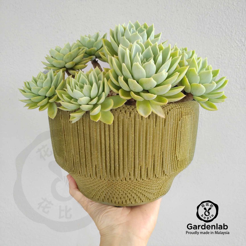 Modern1-200 20Dx12.9 ซม., 按摩v1 , (3D)หม้อห้องปฏิบัติการสวน, ฉ่ํา, กระบองเพชร ,Astrophytum , Lithops 