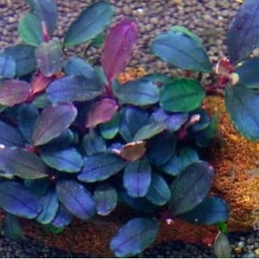 Bucephalandra Brownie Blue 2011 (Stalk) พืชน้ําสําหรับตู้ปลา paludrium และ terrarium