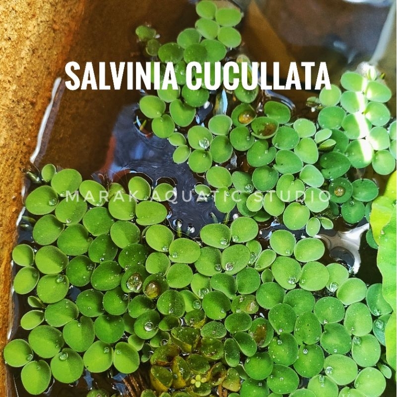 พืชน้ําลอยน้ํา Salvonia Cucullata Guppy Betta Lobster