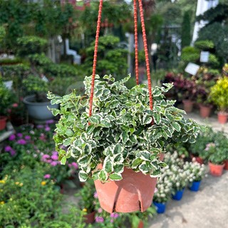 [Paling Horticulture Sdn Bhd] Ficus Pumilia Variegated 薜荔 l Climbing fig l Climbing Plant l Live Plant l Pokok Hidup
