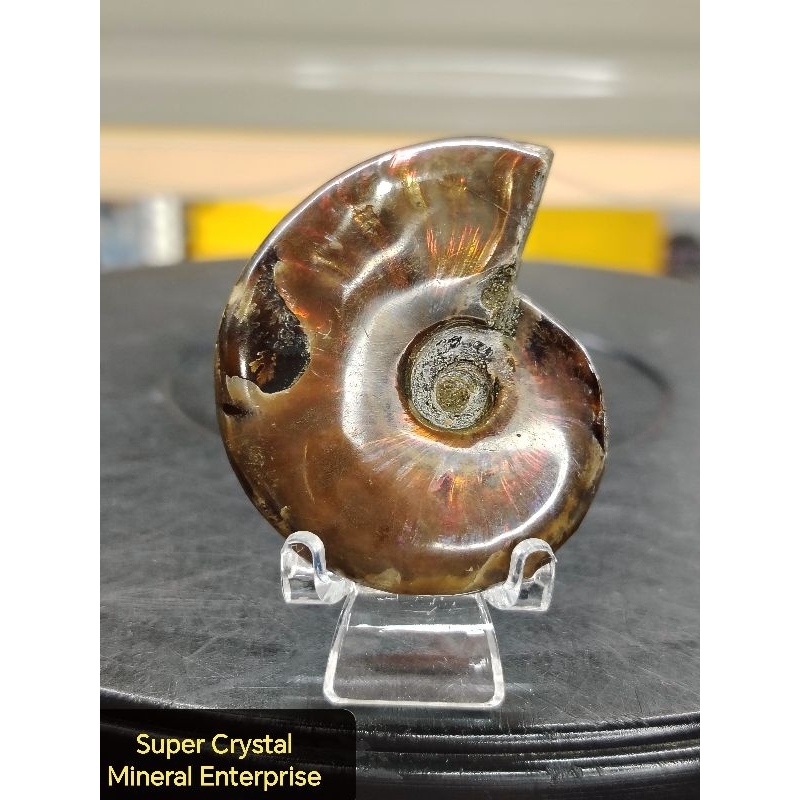 天然高级马达斯加厚加厚螺摆件ธรรมชาติสูง Gred Madagascar Ammolite Fossil เครื่องประดับ SA07