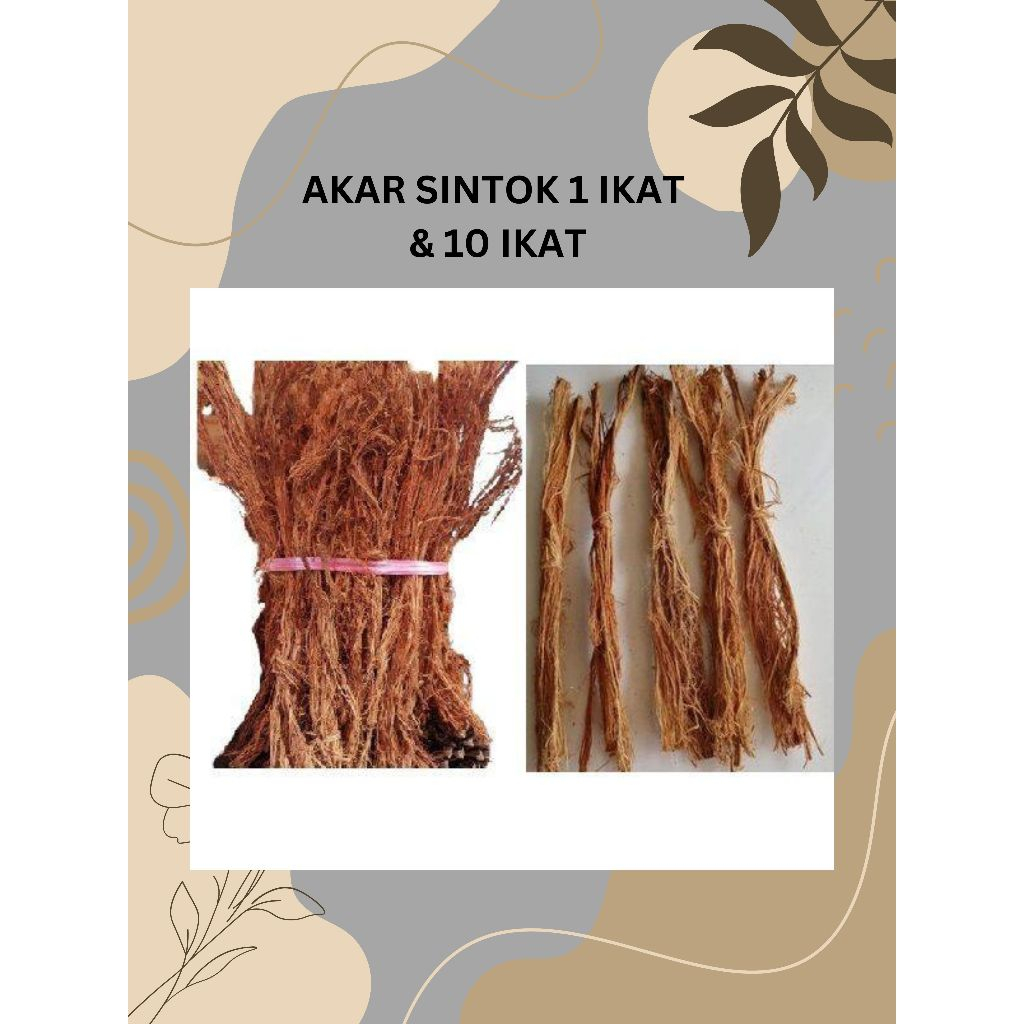 SINTOK ROOTS 1 BUNCH/10 BUNK OF SINTOK ROOTS BELURU ROOTS JENZAH BATH ROOTS SINTOK VILLAGE ROOTS