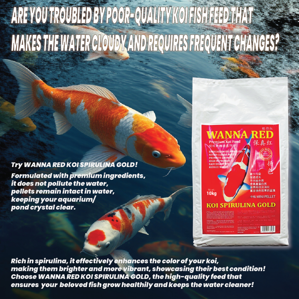 [SAME TO JAPAN QUALITY] Wanna Red Koi Food ไม่หยดน้ํา | Makanan Koi Spirulina Tidak Mencemarkan Air 