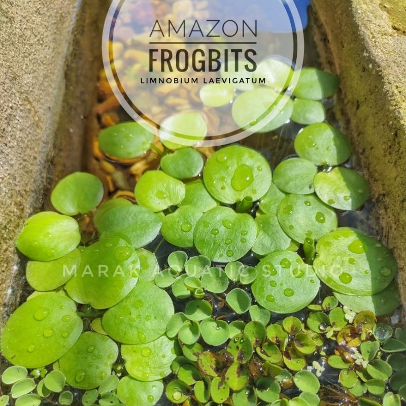 Frogbits Aquatic Floating Plant ใบยักษ์