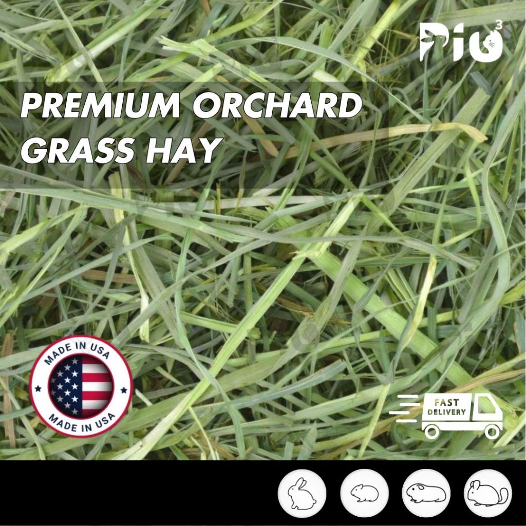 [24HR SHIP] PREMIUM ORCHARD GRASS HAY นําเข้า Timothy Alfalfa Lucerne Hay กระต่าย Guinea Pig Chinchi