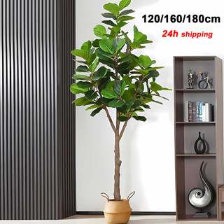【Stok Sedia】120/160/180cm Pohon Buatan/Pokok /Artificial Plant/Artificial Ficus lyrata /Pokok Ficus /Pokok Hiasan 人造植物