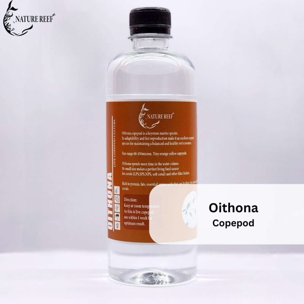 Oithona copepod 400ml, Kutu air laut, วัฒนธรรมแพลงก์ตอน, ถังทะเล/ใช้ถังน้ําเกลือ