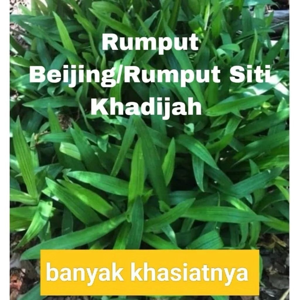 GRASS TREE/SITI KHADIJAH GRASS GRASS GRASS GRASS