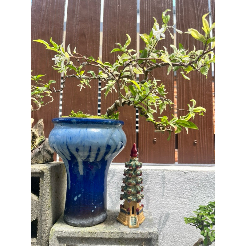 Assessories - 5.5 Pagoda . Pagoda (ปลูกไม่รวมพืชป่วย)