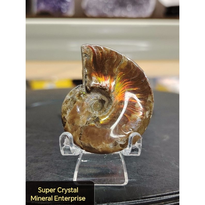 天然高级马达斯加厚加厚螺摆件ธรรมชาติสูง Gred Madagascar Ammolite Fossil เครื่องประดับ SA09