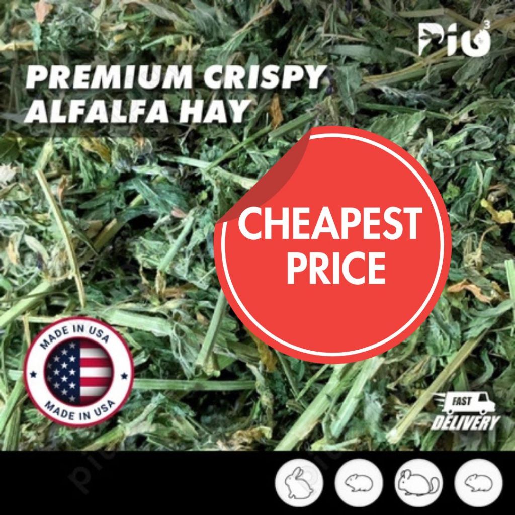 [24HR SHIP] PREMIUM CRISPY ALFALFA HAY นําเข้า Timothy Orchard Lucerne Hay กระต่าย Guinea Pig Chinch