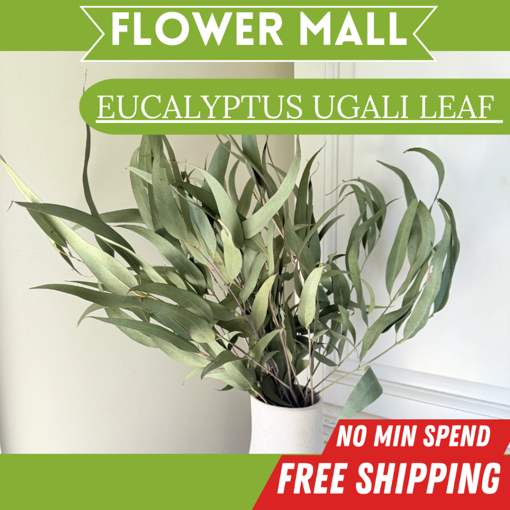 EUCALYPTUS UGALI LEAF แห้งแห้งเก็บรักษาช่อดอกไม้ประดิษฐ์จริงห้องนั่งเล่นตกแต่งบ้านตกแต่ง Bunga Hiasa