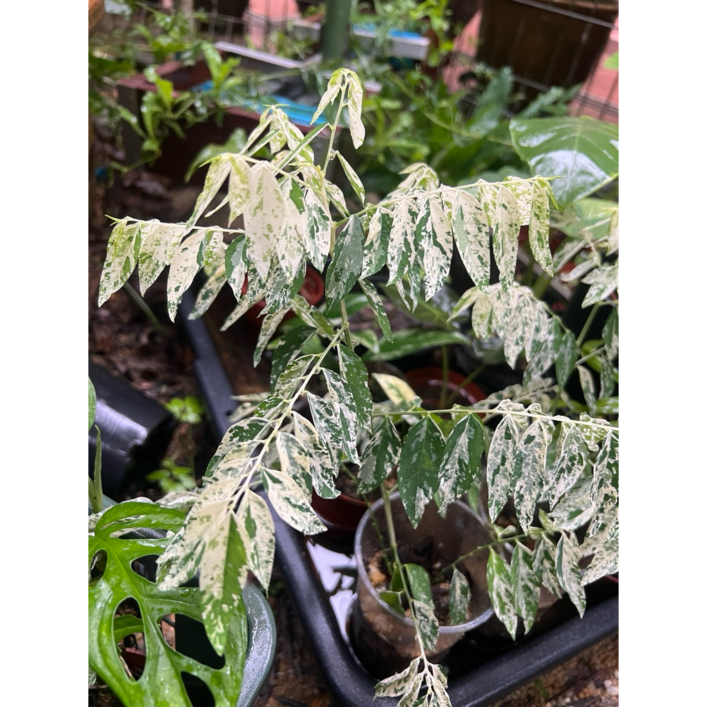 Cekur manis Variegated (anak )