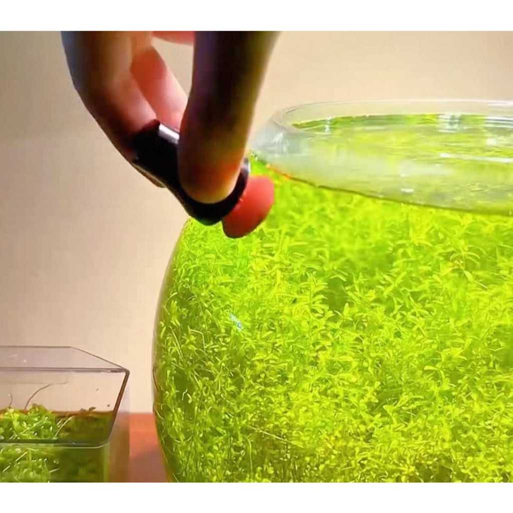 MINI FISH TANK MAGNETIC BRUSH ALGAE SCRAPER CLEAN ALGAE AQAURIUM TANK BRUSH 磁力刷