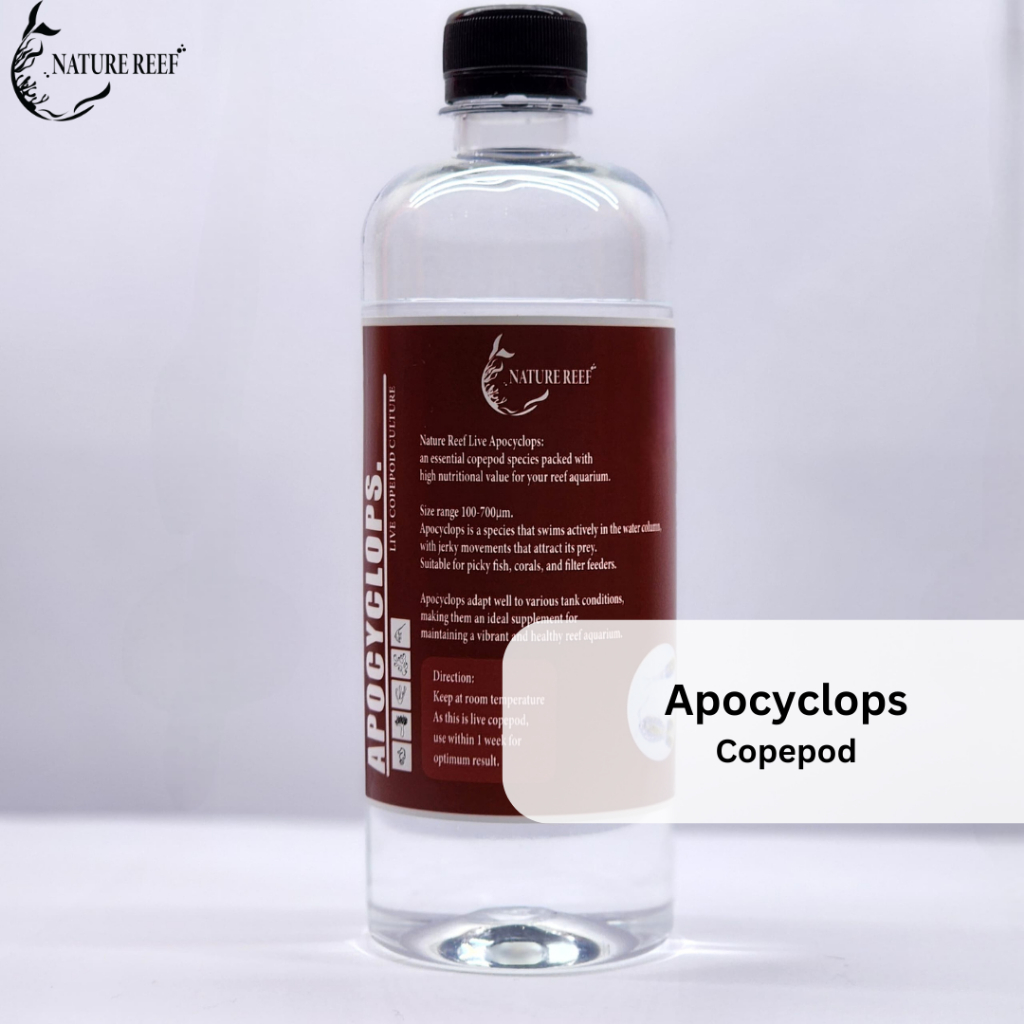 Copepod (Apocyclops.sp) 400ml, Kutu air laut, วัฒนธรรมแพลงก์ตอน