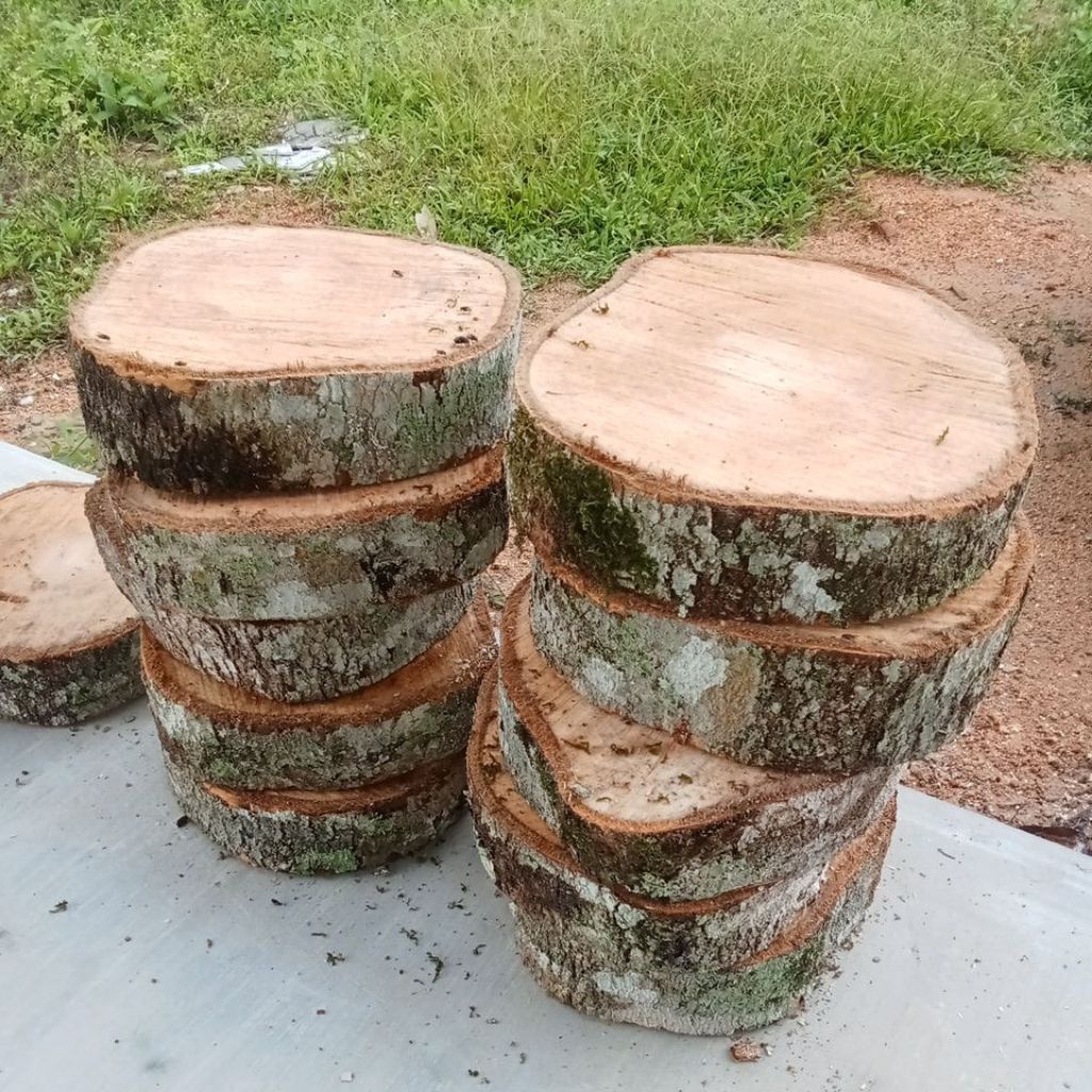 LANDAS CUT ปลาผัก DURIAN WOOD