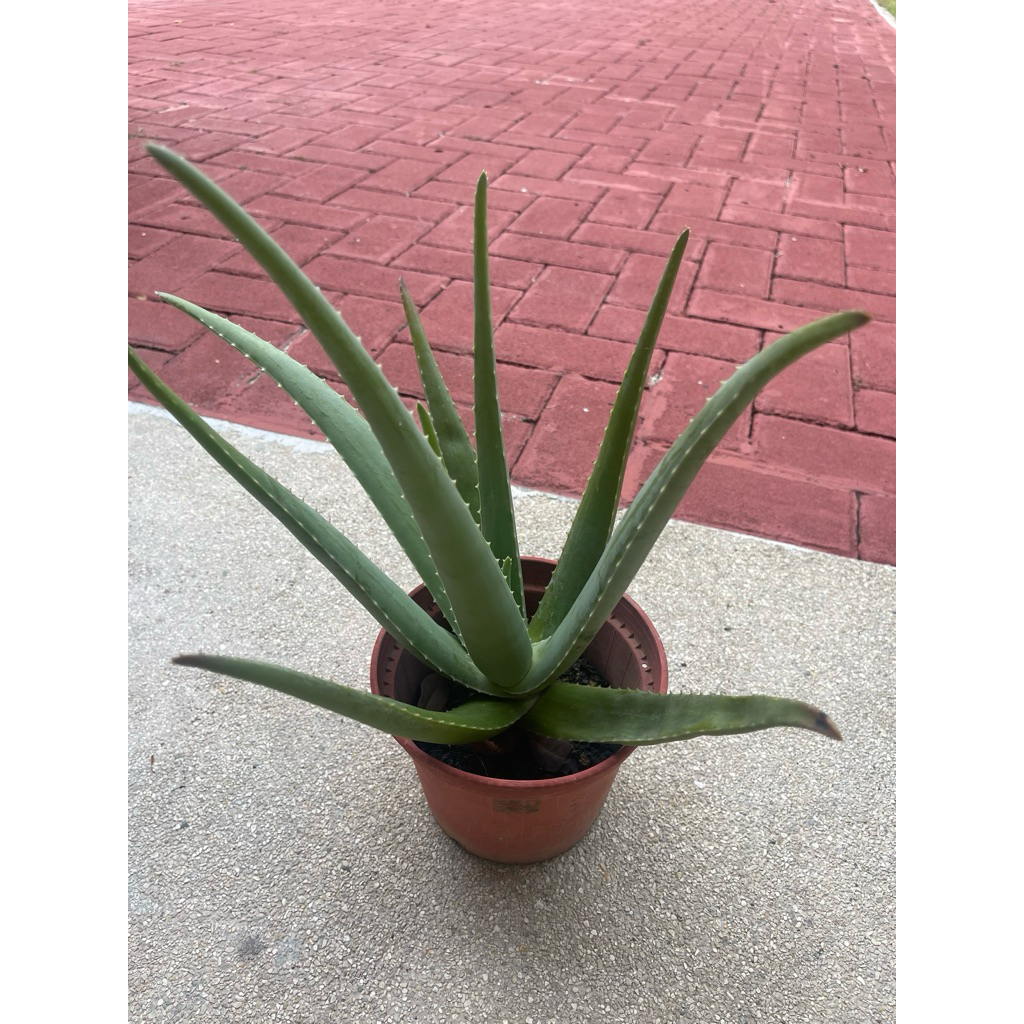 ว่านหางจระเข้พร้อมกระถาง (Klang Valley)