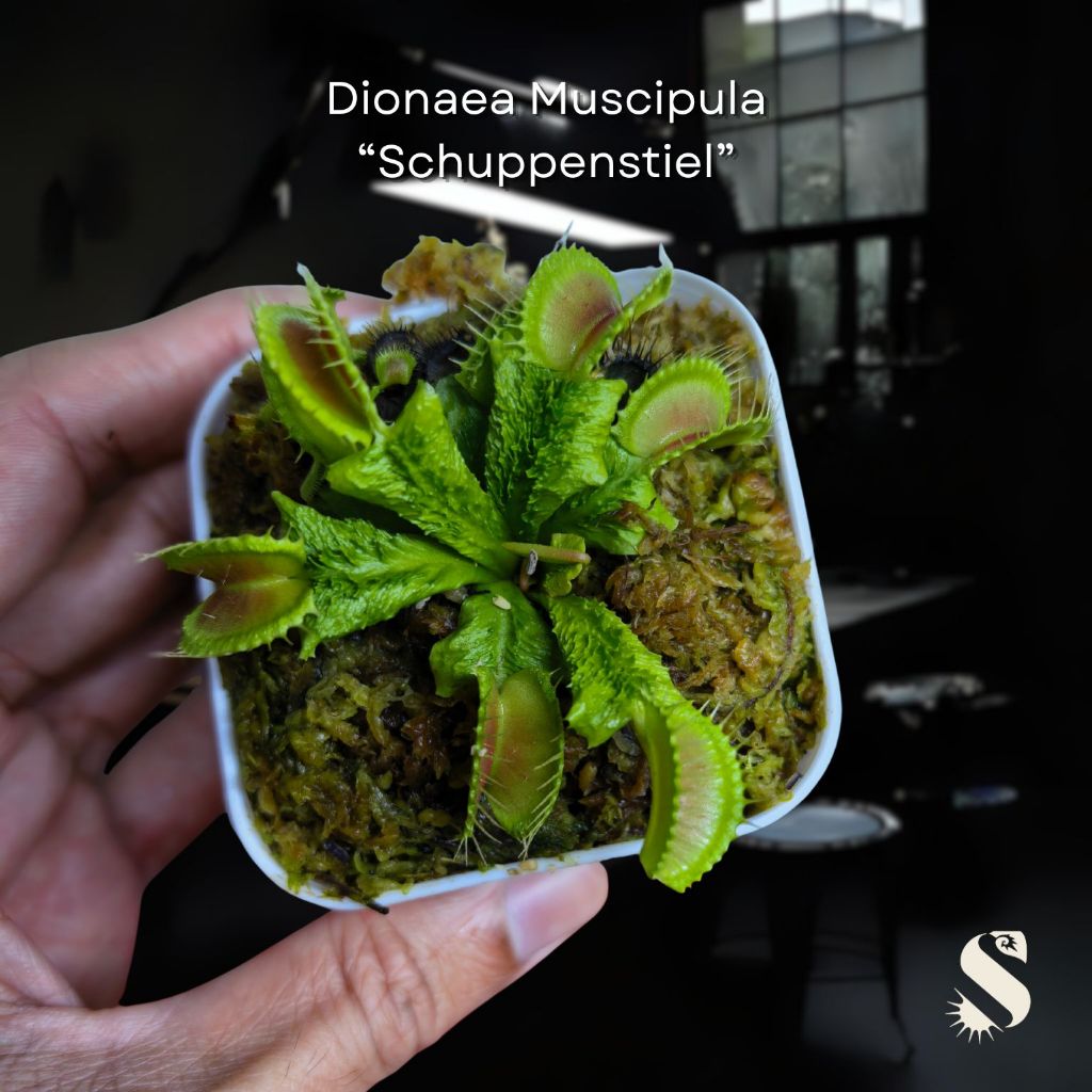 Dionaea Muscipula Schuppensiel", พืชกินเนื้อ, Terrarium, Tumbuhhan Karnivor, พืชสด, Venus Fly Ttrap, อาหารหญ้า, พืช