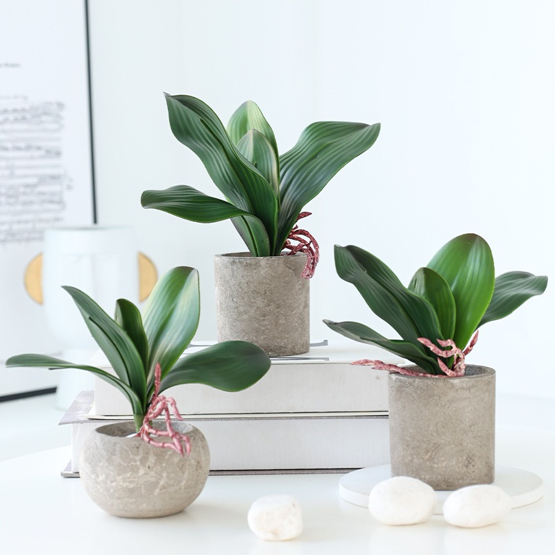 Daun Orkid late Orchid Leaf Bunga Orkid ผีเสื้อประดิษฐ์ Orchid Leaf ประดิษฐ์ Orchid ดอกไม้ Daun Orki