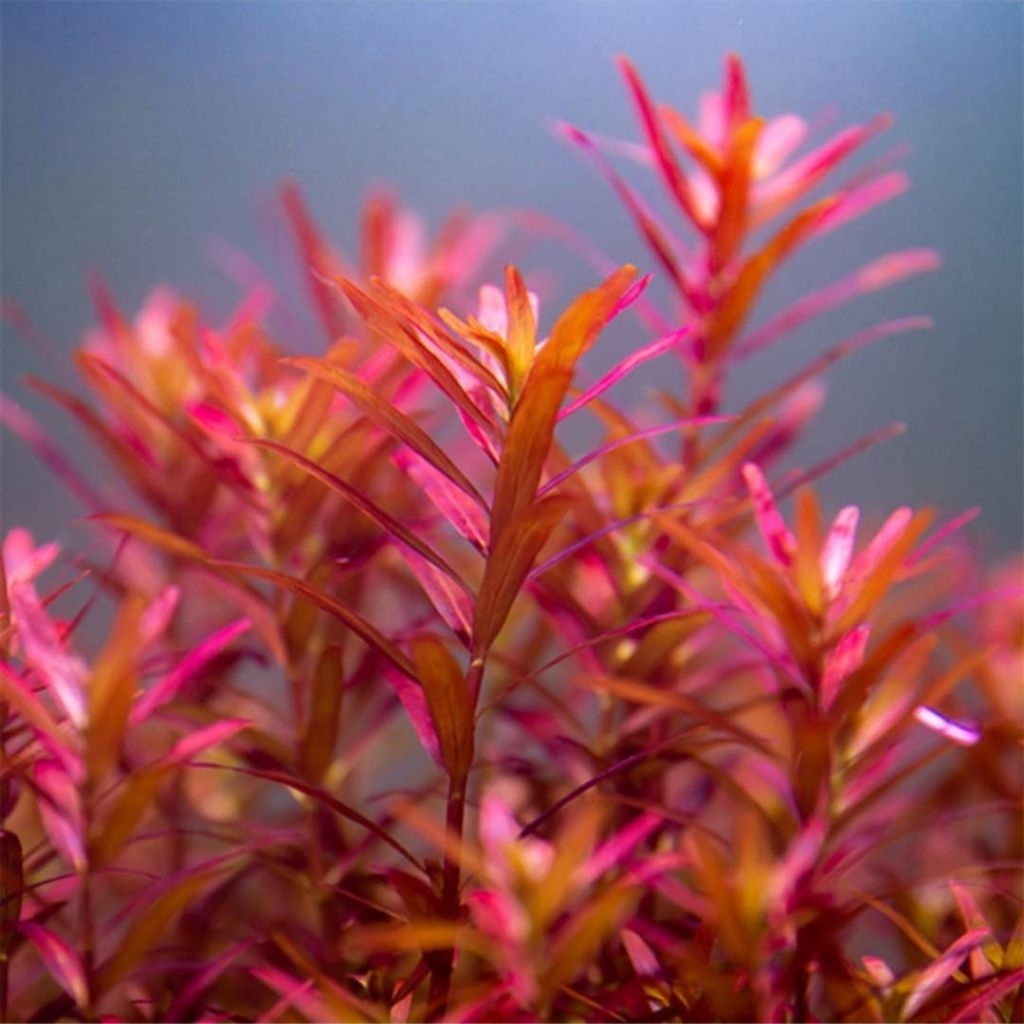 Rotala Blood Red SG Aquascape