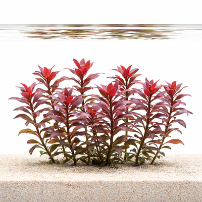 พืชน้ํา Ludwigia Glindulaosa