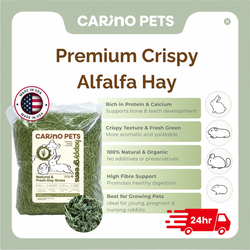 [24HR SHIP] PREMIUM CRISPY ALFALFA HAY นําเข้า Timothy Orchard Lucerne Hay กระต่าย Guinea Pig Chinch