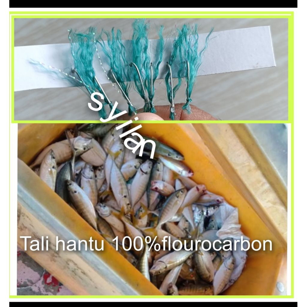 Apollo bulu nelayan pantai.upgrade ke tali 100%hantu.