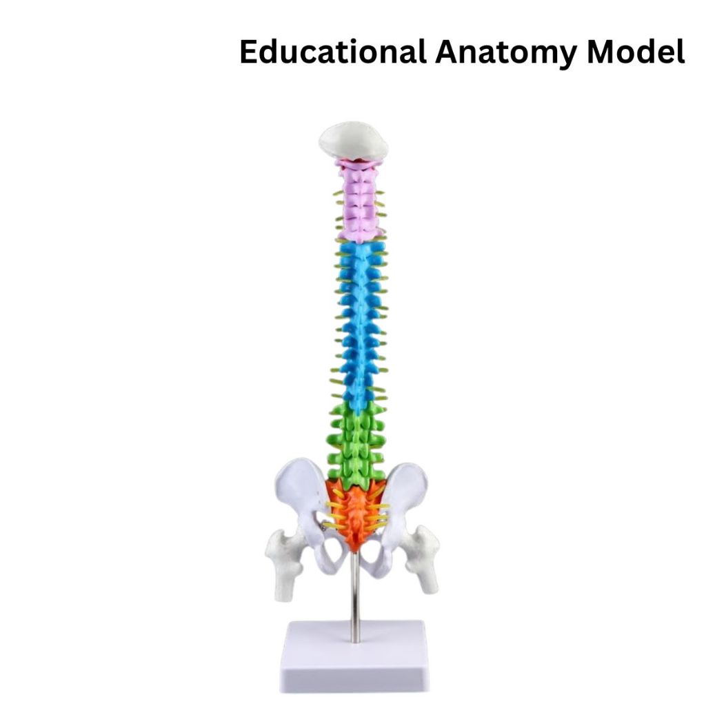 สี Human Verbral คอลัมน์ Pelvis Femur Spine การศึกษา Anatomy รุ่น Pelvis Femoral Tailbone ทางการแพทย