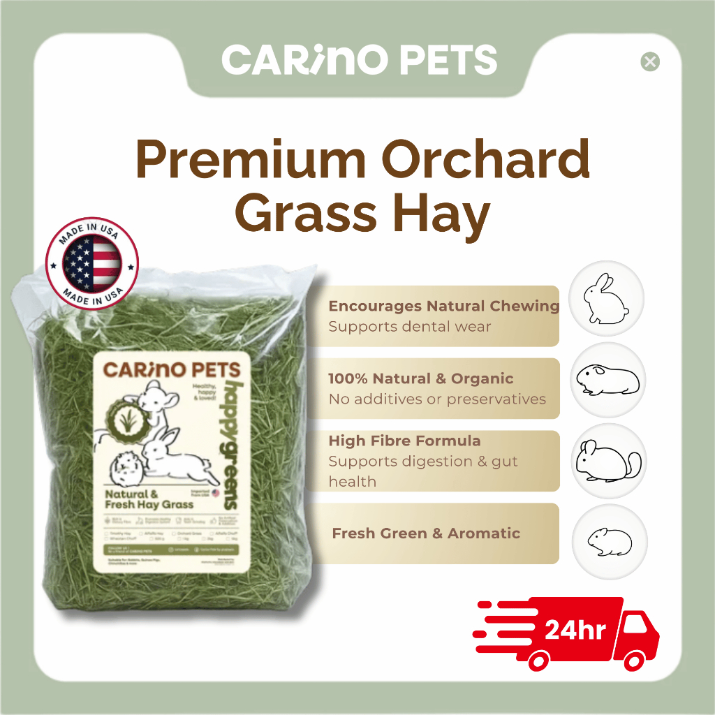 [24HR SHIP] PREMIUM ORCHARD GRASS HAY นําเข้า Timothy Alfalfa Lucerne Hay กระต่าย Guinea Pig Chinchi