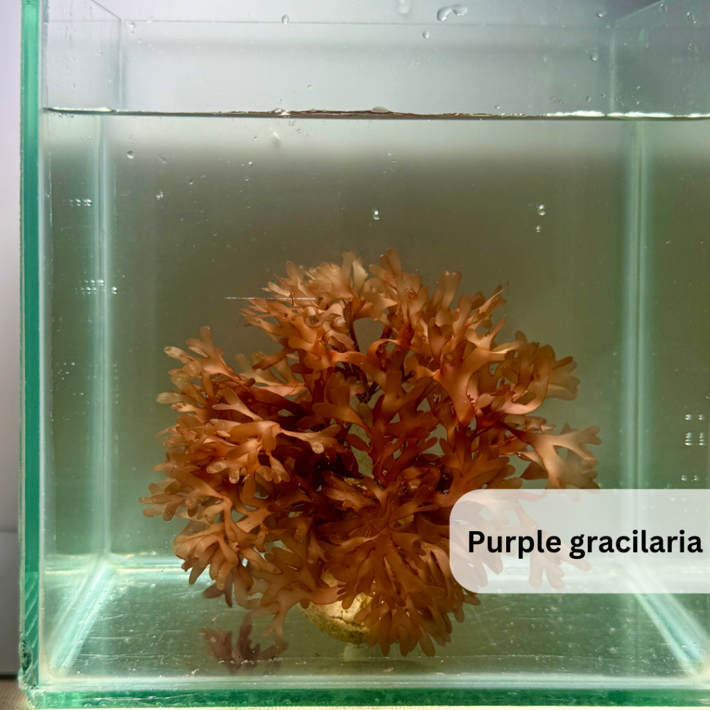 Macroalgae Flat-Branking สีม่วง (Gracilaria sp.) – สีม่วง Macroalgae Clean ปลูกฝัง Marine & ถังน้ําเค็ม