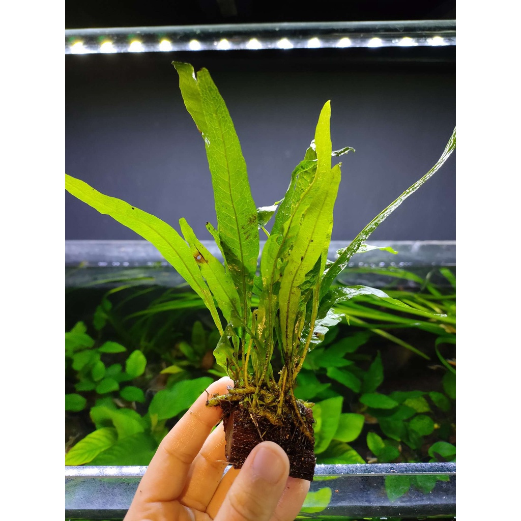 Microsorium Pteropus Mini Java Fern 迷你铁皇冠 (Low Tech)